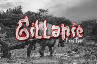 Gillanie: A Modern Display Font for Clearer Campaign Visuals